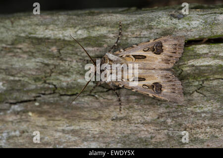 Bogenschütze's Dart, Bogenschützen Dart, Kiefernsaateule, Seeaufstiegen-Saateule, Graue Wurzeleule, Agrotis Vestigialis, Rhyacia Vestigialis Stockfoto