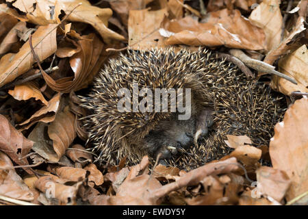 Europäische Igel Winterschlaf, überwintern überleben, Europäischer Igel Winterschlaf, Überwinterung, Erinaceus europaeus Stockfoto