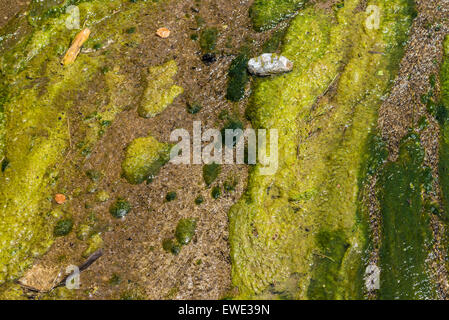 Flechten Sie auf einem Fluss als Hintergrund Stockfoto