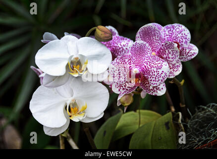 China Shanghai Orchideen Orchideen Blume Blumen Botanischer chinesische Biogarten Stockfoto