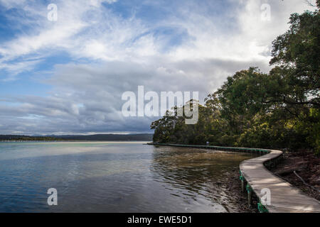 Promenade unter Mangroven in Merimbula Lake, Victoria, Australien. Stockfoto