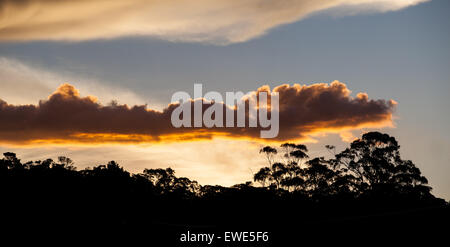 Glühenden Sonnenuntergang über Eukalyptusbäumen in New South Wales Australien. Stockfoto