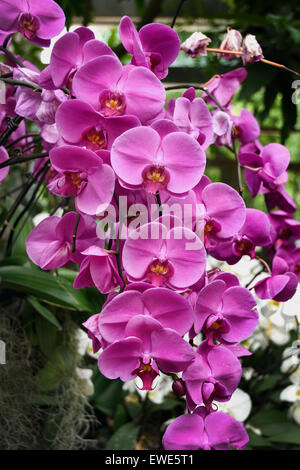 China Shanghai Orchidee Orchideen Blumen China Shanghai Orchidee Shanghai Botanical Garden Xuhui Bezirk China Chinesisch Stockfoto