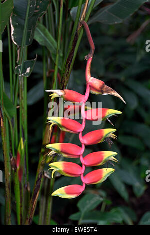 China Shanghai Orchidee Orchideen Blumen China Shanghai Orchidee Shanghai Botanical Garden Xuhui Bezirk China Chinesisch Stockfoto