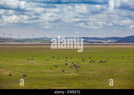 Schafe weiden auf landwirtschaftlichen Flächen mit Windkraftanlagen auf den Hügeln im Hintergrund Stockfoto
