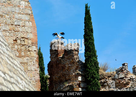 Weißstörche (Ciconia Ciconia) nisten mit Küken auf Burg Ruinen Escalonia, Spanien Stockfoto