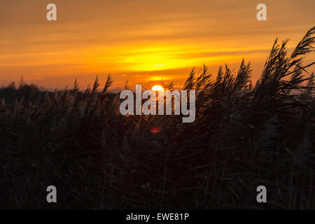 Hinte, Deutschland, Sonnenuntergang hinter ihr im Wind bewegen Schilf Stockfoto