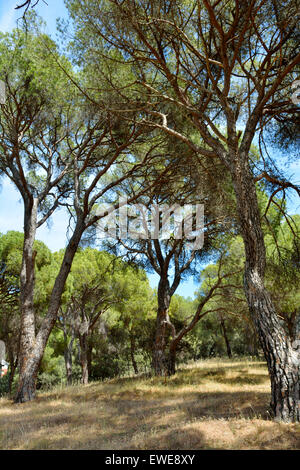 Pinienwald von "Zirbe", "Sonnenschirm Pine" oder "Regenschirm" Kiefern (Pinus Pinea) in Zentral-Spanien in der Nähe von Almorox, Toledo Stockfoto