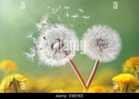 Löwenzahn Uhr im Morgenlicht Stockfoto