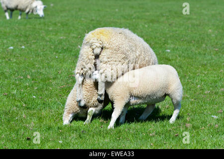 Schaf mit zwei Lämmern ihr Spanferkel. Cumbria, UK. Stockfoto