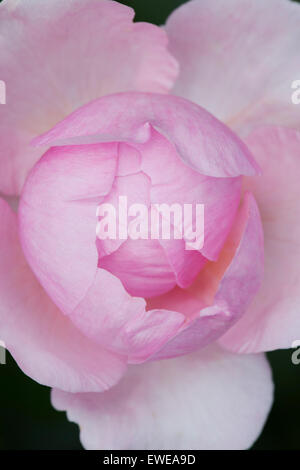 Rosa. Rosa rose Knospe Eröffnung hautnah Stockfoto