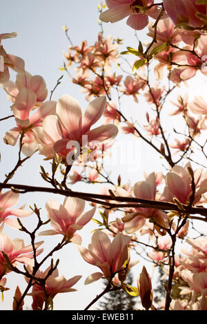 Berlin, Deutschland, Magnolienblueten Hintergrundbeleuchtung Stockfoto