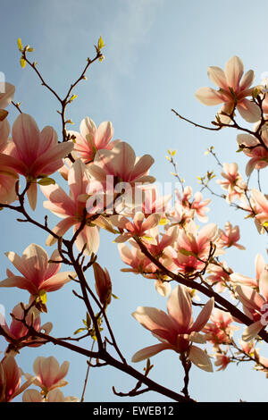 Berlin, Deutschland, Magnolienblueten Hintergrundbeleuchtung Stockfoto