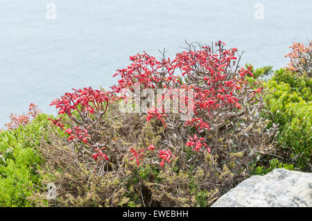 Blüten in einem Botterboom oder Butter Baum, Tylecodon Paniculatus, Laub saftig bis zu 3m. Foto ein Cape Point Stockfoto