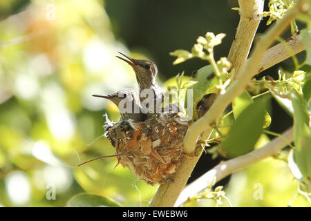 Nordamerikanische Kolibris Anhebung junge Küken in einem nest Stockfoto