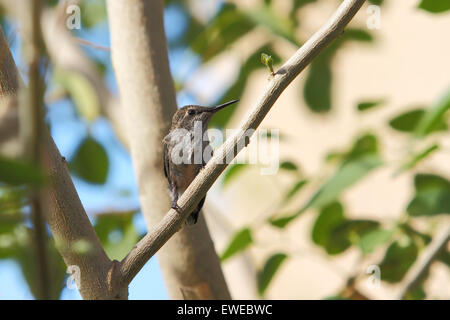 Nordamerikanische Kolibris Anhebung junge Küken in einem nest Stockfoto