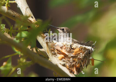 Nordamerikanische Kolibris Anhebung junge Küken in einem nest Stockfoto