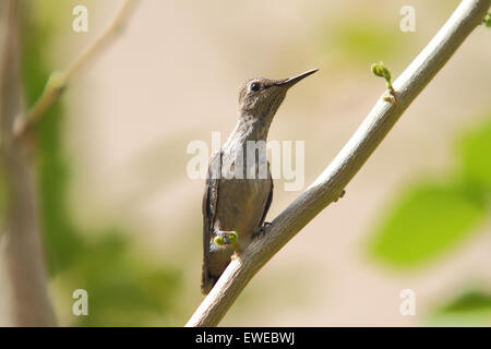 Nordamerikanische Kolibris Anhebung junge Küken in einem nest Stockfoto