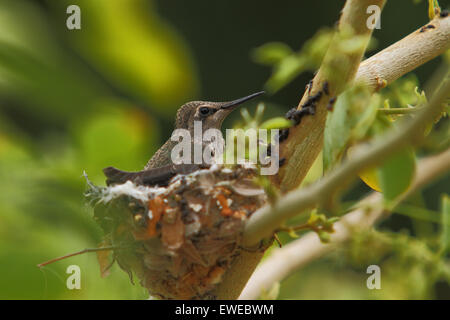 Nordamerikanische Kolibris Anhebung junge Küken in einem nest Stockfoto