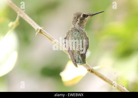 Nordamerikanische Kolibris Anhebung junge Küken in einem nest Stockfoto