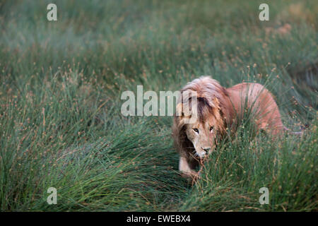 Löwe (Panthera Leo) Spaziergänge durch lange Rasen in der Serengeti Tansania Stockfoto