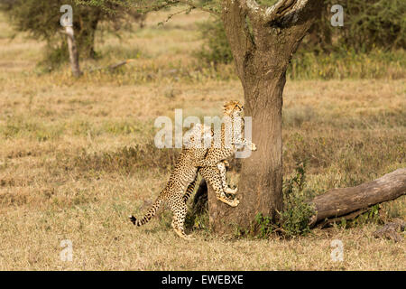 Zwei jungen jungen Geparden (Acinonyx Jubatus) spielen Sie zusammen auf einem alten Baum in der Serengeti Tansania Stockfoto