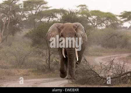 Ein Elefant (Loxodonta Africana) Spaziergänge durch den Wald in der Serengeti Tansania Stockfoto