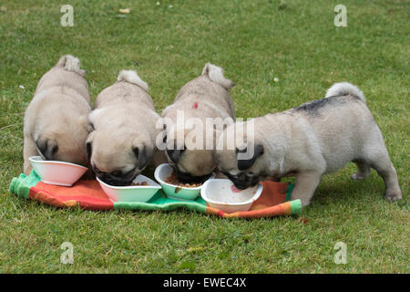 Mops Welpen 9 Wochen alt Stockfoto