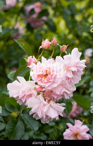 Rosa "Felicia". Strauchrose in einem englischen Garten. Stockfoto