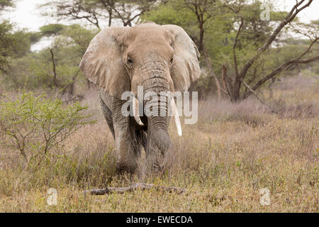 Ein Elefant (Loxodonta Africana) Spaziergänge durch den Wald in der Serengeti Tansania Stockfoto