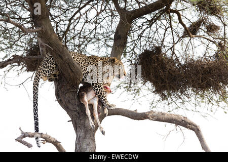 Ein Leopard (Panthera Pardus) mit juveniler Gnus Beute in einem Baum Serengeti Tansania Stockfoto