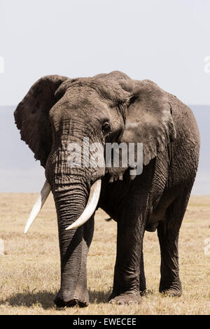 Elefant (Loxodonta Africana) in der Ngorogoro Krater Tansania auf dem Vormarsch Stockfoto