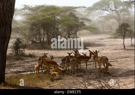 Eine Herde von Impala-Antilopen (Aepyceros Melampus) ruhen am Abend im Schatten eines Baumes Ndutu Tansania Stockfoto