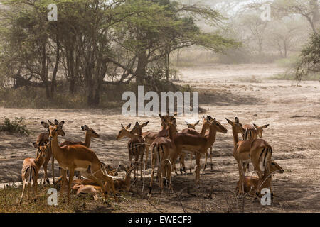 Eine Herde von Impala-Antilopen (Aepyceros Melampus) ruhen am Abend im Schatten eines Baumes Ndutu Tansania Stockfoto