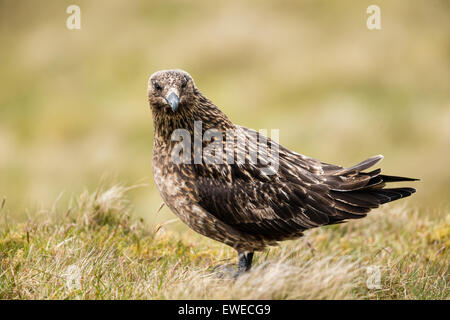 Ein Great Skua (Stercorarius Pominarus) lange Gras in Shetland Schottland, Vereinigtes Königreich Stockfoto