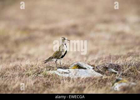 Ein Goldregenpfeifer singt aus einem Moor-Felsen in Shetland Schottland, Vereinigtes Königreich Stockfoto