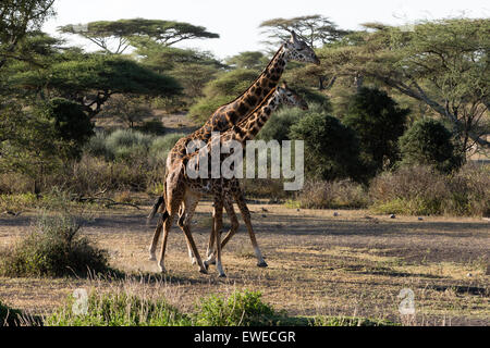 Masai-Giraffe (Giraffa Plancius) zu Fuß durch den Wald in die Serengeti Tanani Stockfoto