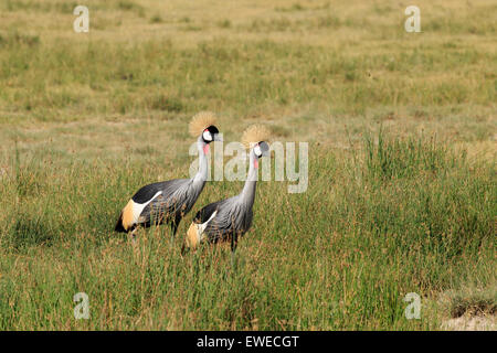 Grey gekrönte Kräne (Balearica Regulorum) Spaziergang durch die Savanne in der Serengeti Tansania Stockfoto