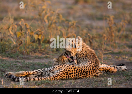 Jungen Geparden (Acinonyx Jubatus) Bräutigam einander in warmes Sonnenlicht in der Serengeti Tansania Stockfoto