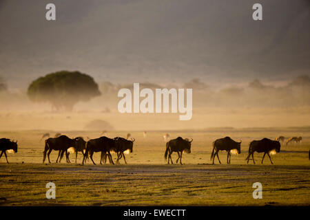 Gnus (Connochaetes Taurinus) im Morgengrauen in der Ngorongoro-Krater-Tansania Stockfoto