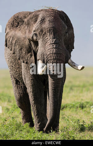 Elefant (Loxodonta Africana) auf dem Vormarsch Stockfoto