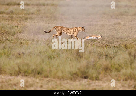Ein Gepard (Acinonyx Jubatus) jagt eine juvenile Thomson es Gazelle (Eudorcas Thomsonii) in der Serengeti Tansania Stockfoto
