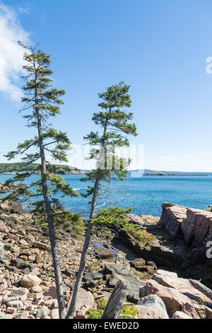 Zwei Kiefern wachsen im felsigen Strand von Acadia National Forest in der Nähe von Bar Harbor, Maine Stockfoto