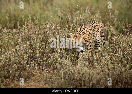 Ein Serval (Leptailurus Serval) geht durch lange Rasen in der Serengeti Tansania Stockfoto