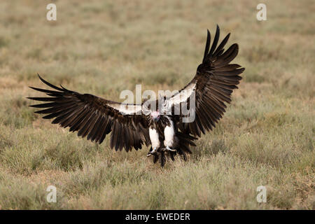 Ein geschlottert-faced Vulture Fin Flug lange Gras in der Serengeti Tansania Stockfoto