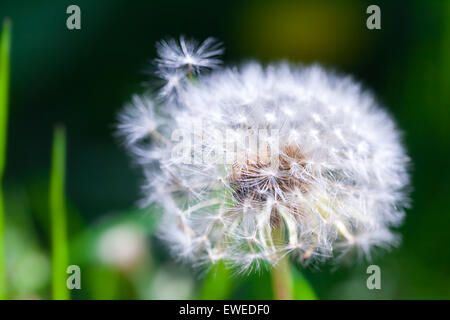 Löwenzahn Blüte mit Flaum, Makro-Foto auf dunkelgrünen Hintergrund mit selektiven Fokus Stockfoto