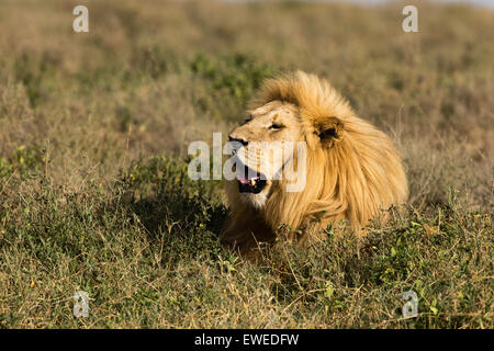 Ein Löwe (Panthera Leo) ruht in langen Rasen in der Serengeti Tansania Stockfoto