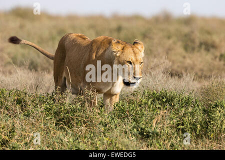 Eine Löwin (Panthera Leo) geht durch lange Rasen in der Serengeti Tansania Stockfoto