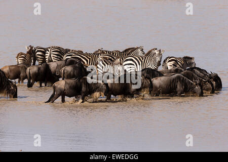 Zebra (Equus Quagga) und Gnus (Connochaetes Taurinus) Durst ihren an eine Trinköffnung in der Serengeti Tansania Stockfoto