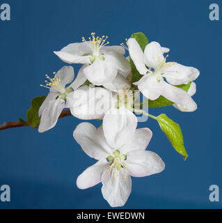 Weiße Pflaumenblüten auf einer Obstplantage in Ontario "Kanada Stockfoto